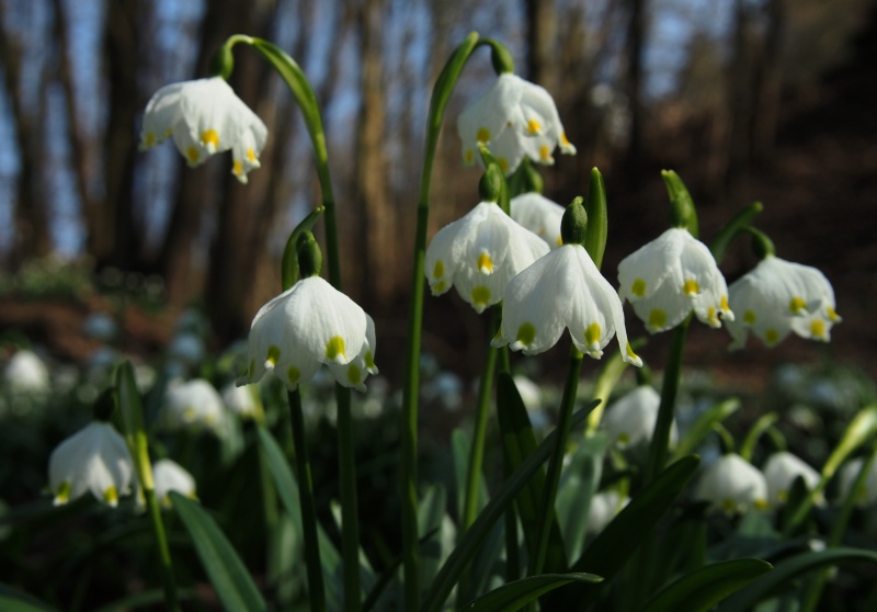 Bledule jarní (Leucojum vernum)