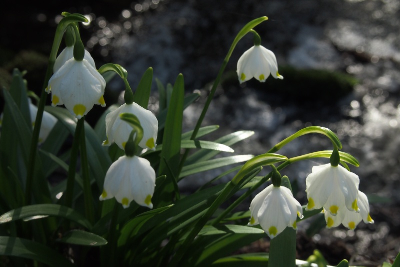 Bledule jarní (Leucojum vernum)