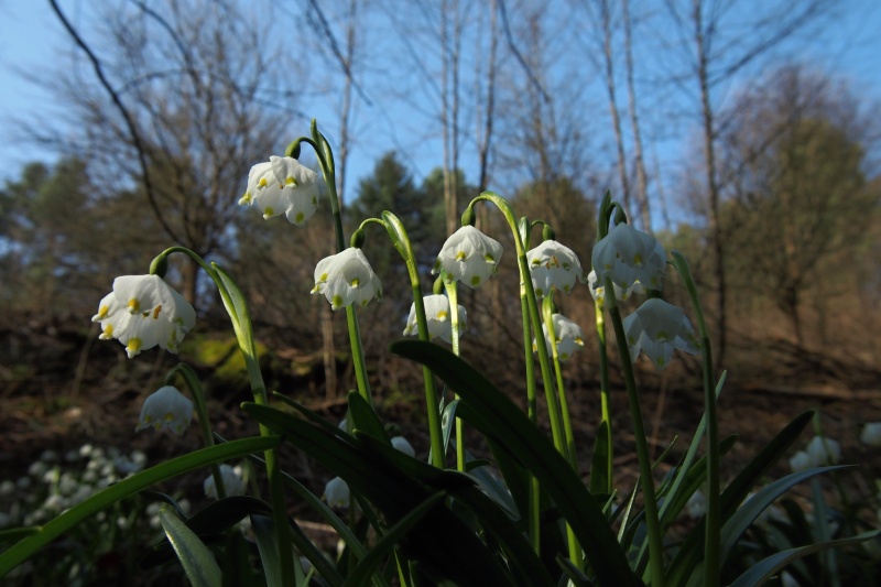Bledule jarní (Leucojum vernum)