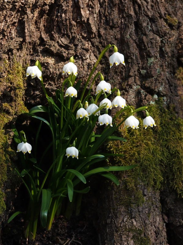 Bledule jarní (Leucojum vernum)