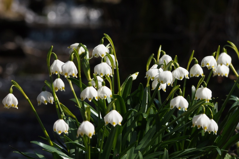 Bledule jarní (Leucojum vernum)