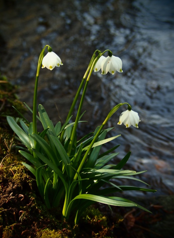 Bledule jarní (Leucojum vernum)