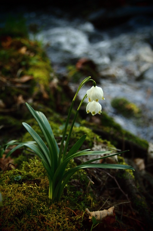 Bledule jarní (Leucojum vernum)