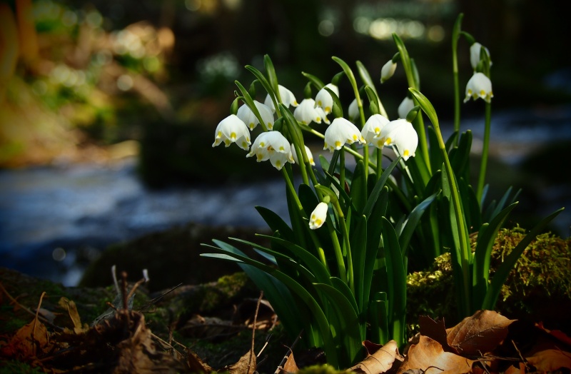 Bledule jarní (Leucojum vernum)