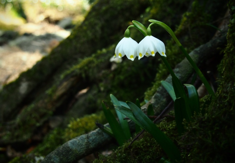 Bledule jarní (Leucojum vernum)