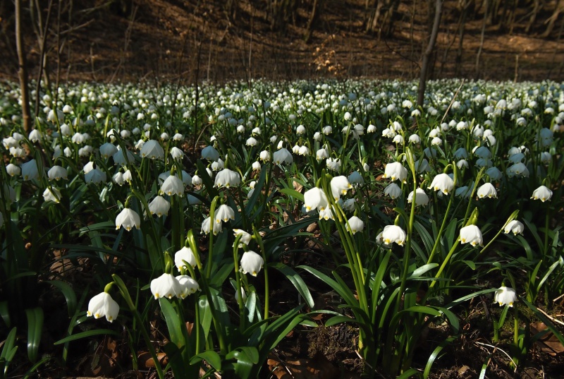 Bledule jarní (Leucojum vernum)