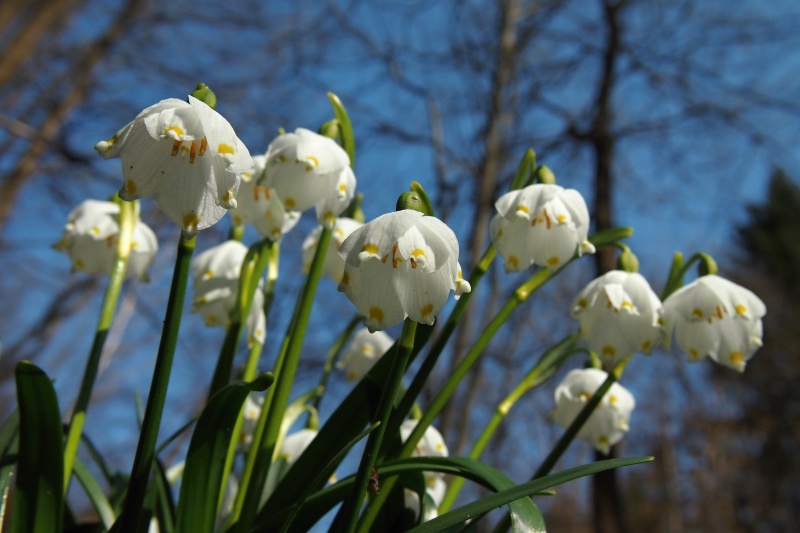 Bledule jarní (Leucojum vernum)