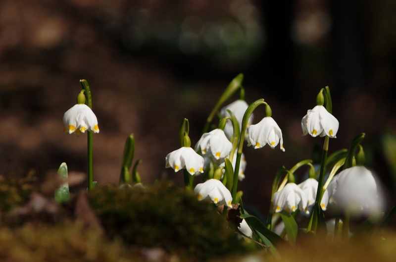 Bledule jarní (Leucojum vernum)