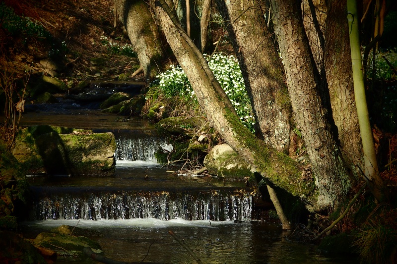 Bledule jarní (Leucojum vernum)