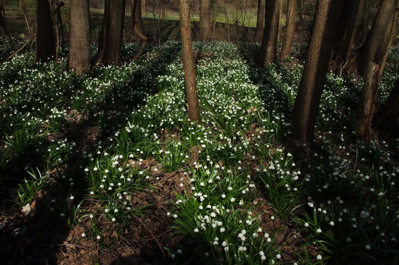 Bledule jarní (Leucojum vernum)