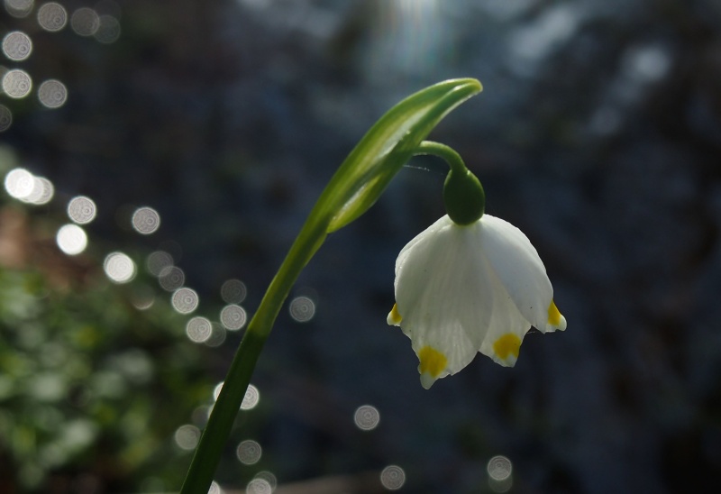 Bledule jarní (Leucojum vernum)
