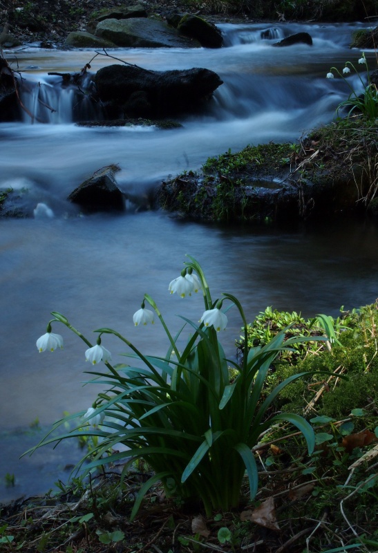 Bledule jarní (Leucojum vernum)