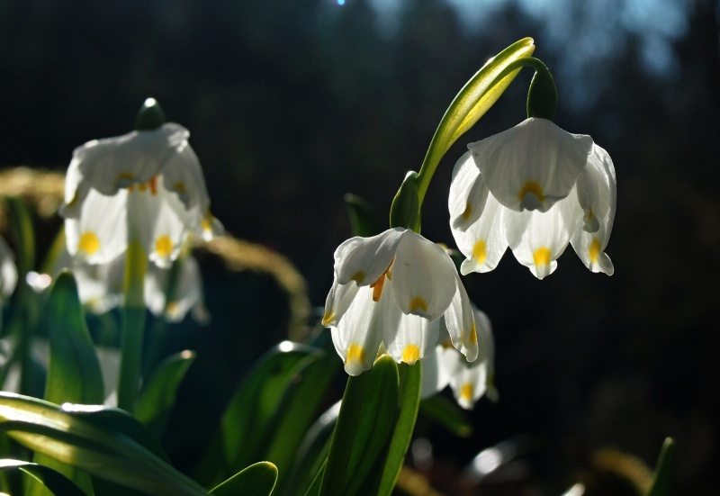 Bledule jarní (Leucojum vernum)