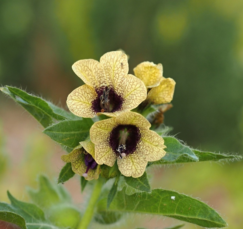 Blín černý (Hyoscyamus niger)