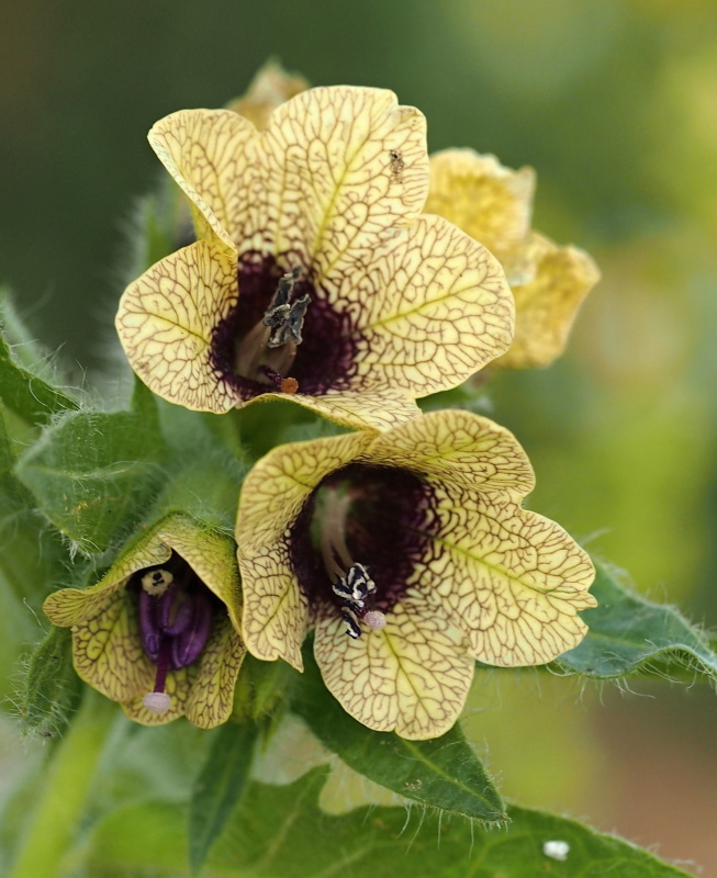 Blín černý (Hyoscyamus niger)
