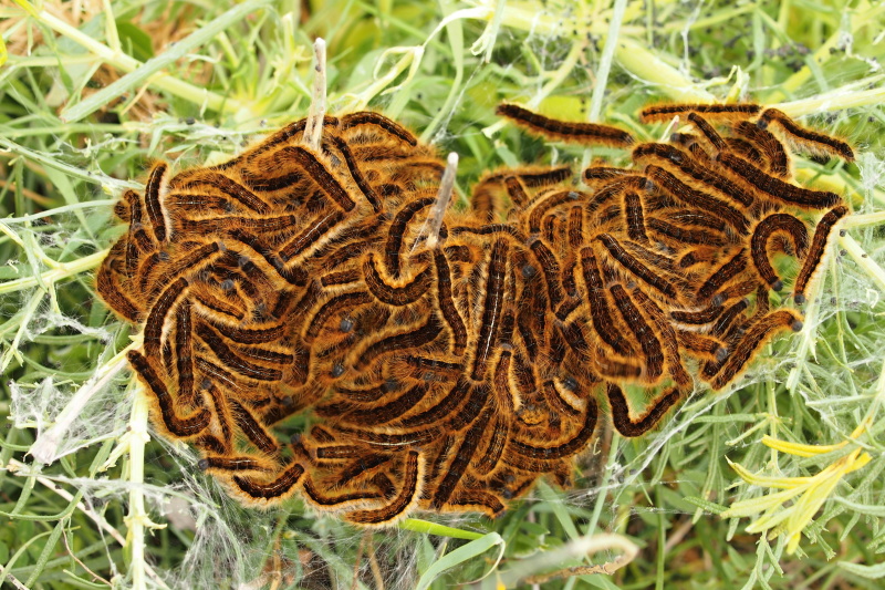 Bourovčík jižní (Thaumetopoea pityocampa)
