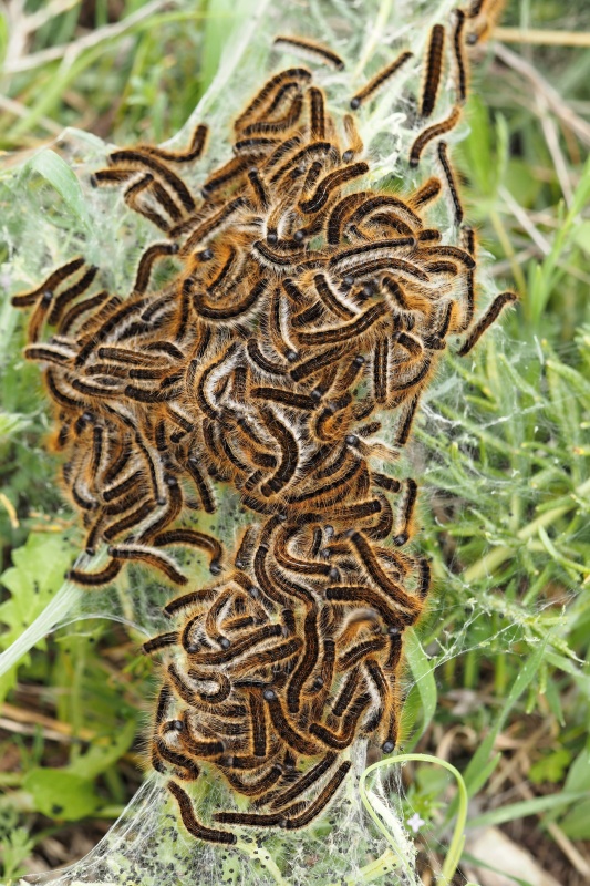 Bourovčík jižní (Thaumetopoea pityocampa)