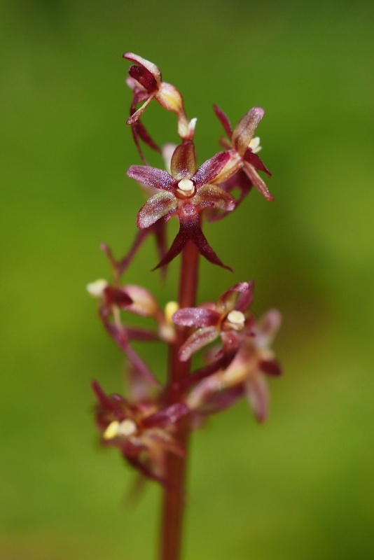 Bradáček srdčitý (Listera cordata)