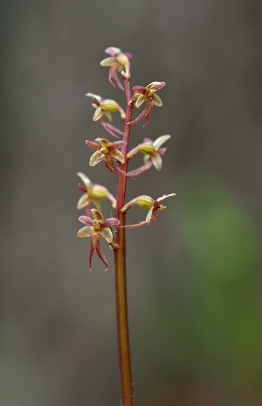 Bradáček srdčitý (Listera cordata)