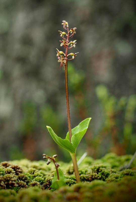 Bradáček srdčitý (Listera cordata)