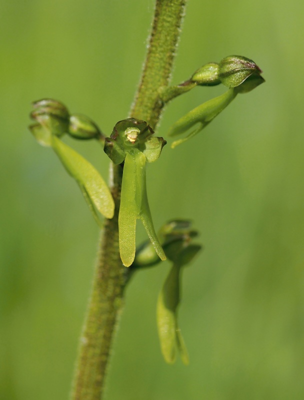 Bradáček vejčitý (Listera ovata)