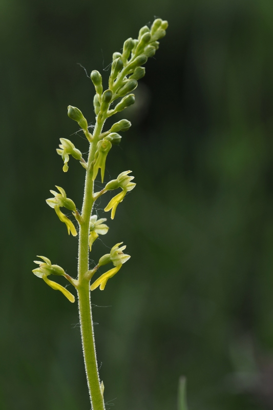 Bradáček vejčitý (Listera ovata)