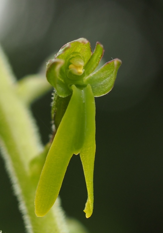 Bradáček vejčitý (Listera ovata)