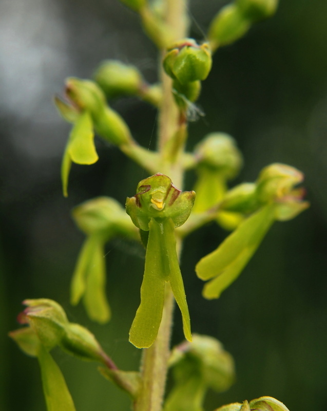 Bradáček vejčitý (Listera ovata)