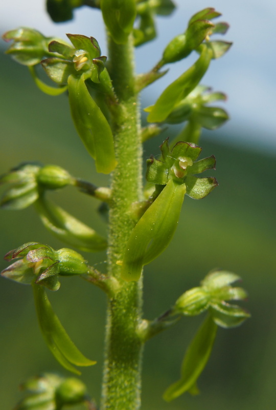 Bradáček vejčitý (Listera ovata)