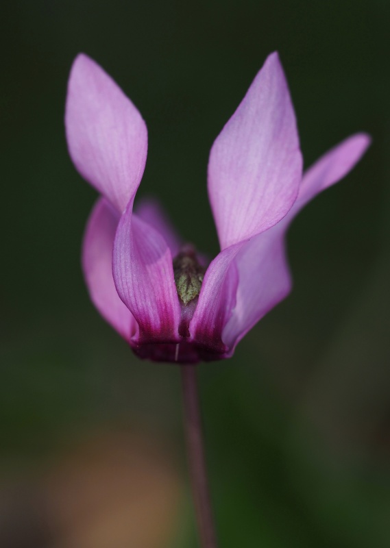 Brambořík nachový (Cyclamen purpurascens)