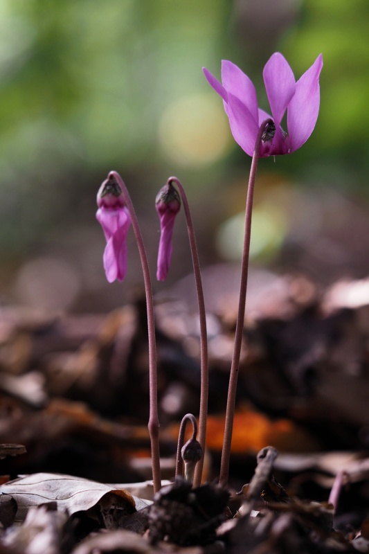 Brambořík nachový (Cyclamen purpurascens)