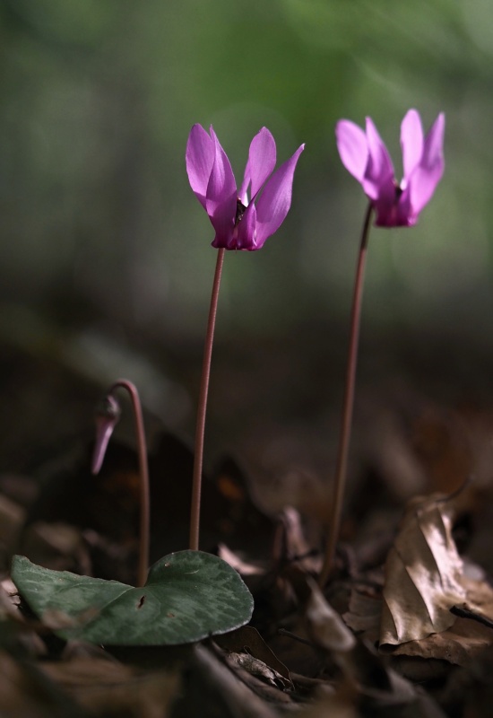 Brambořík nachový (Cyclamen purpurascens)