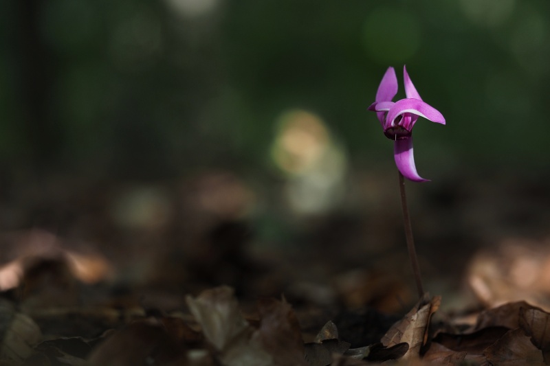 Brambořík nachový (Cyclamen purpurascens)