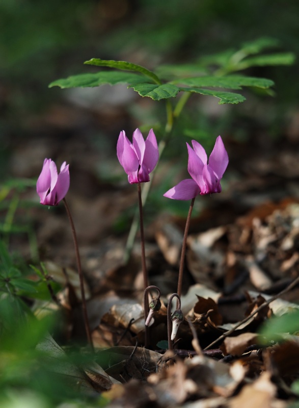 Brambořík nachový (Cyclamen purpurascens)