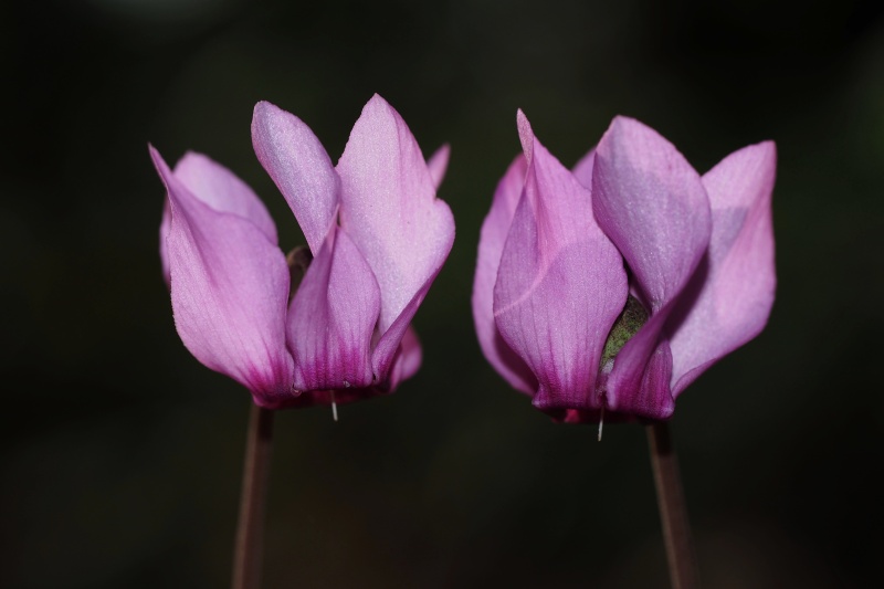 Brambořík nachový (Cyclamen purpurascens)