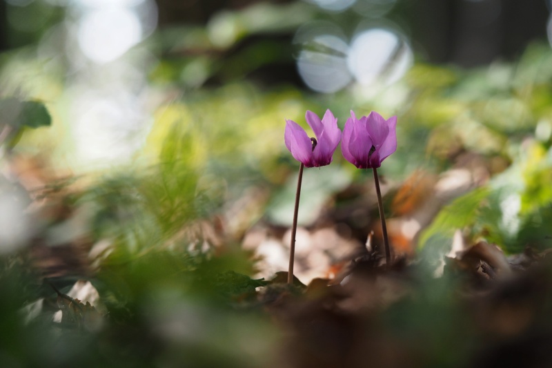 Brambořík nachový (Cyclamen purpurascens)