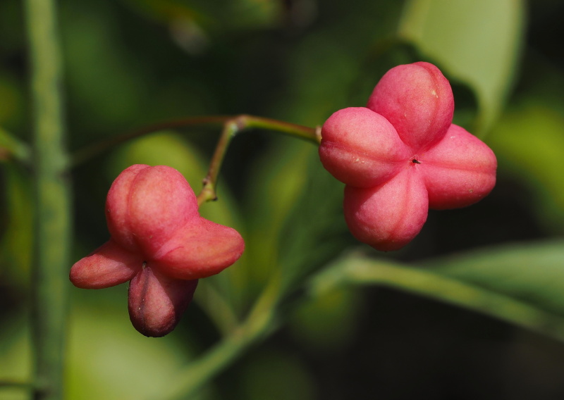 Brslen evropský (Euonymus europaeus)