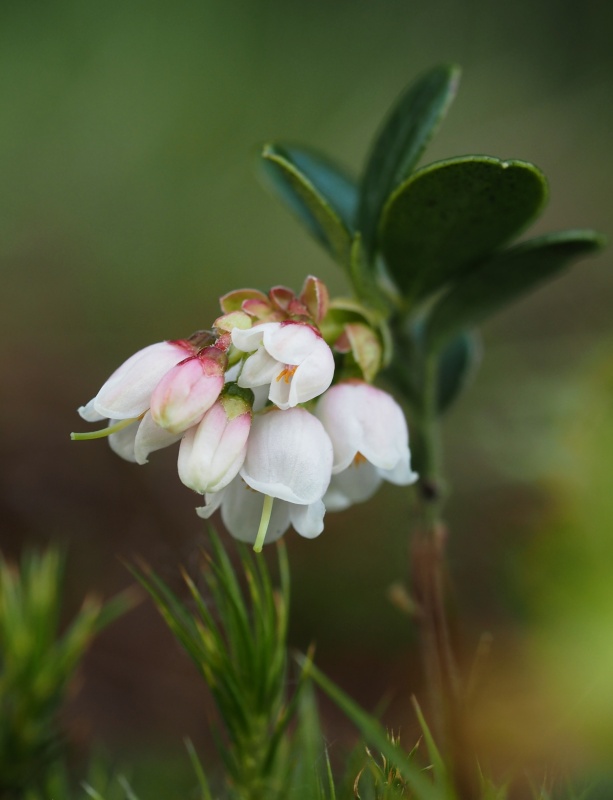 Brusnice brusinka (Vaccinium vitis-idaea)