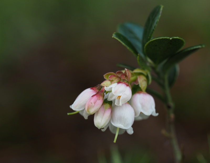 Brusnice brusinka (Vaccinium vitis-idaea)