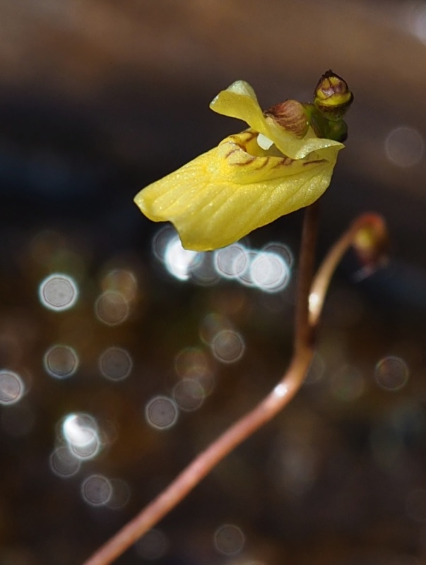 Bublinatka menší (Utricularia minor)