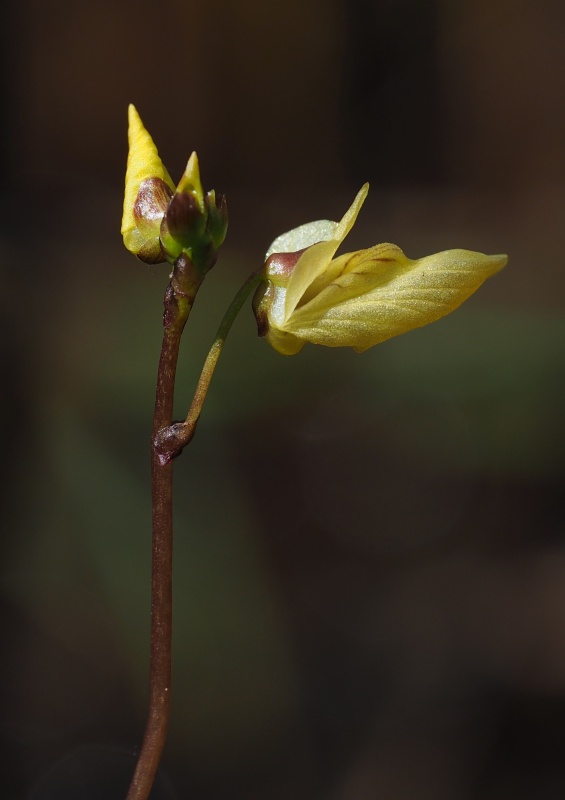 Bublinatka menší (Utricularia minor)
