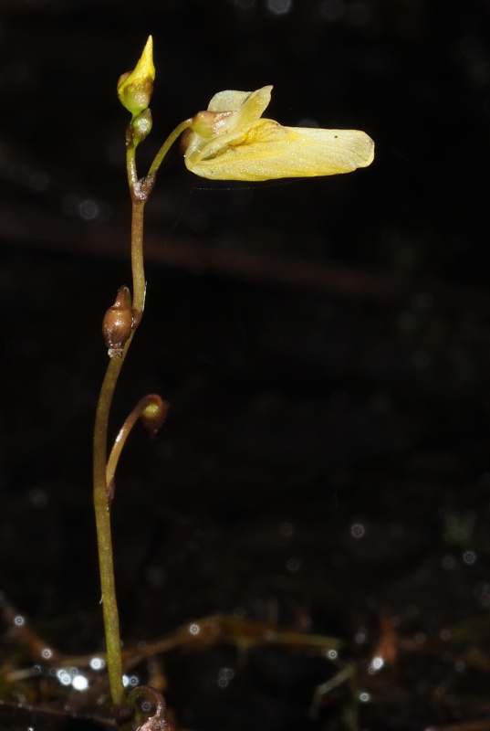Bublinatka menší (Utricularia minor)