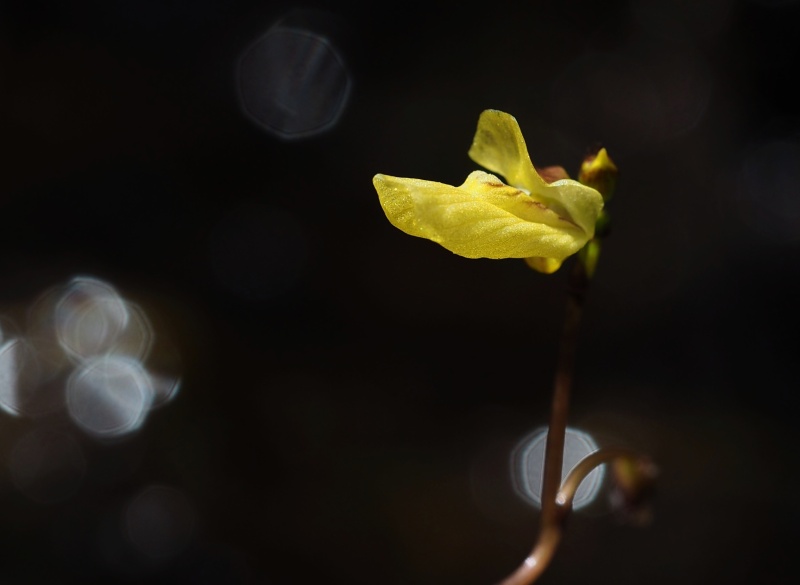 Bublinatka menší (Utricularia minor)