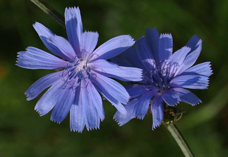 Čekanka obecná (Cichorium intybus)