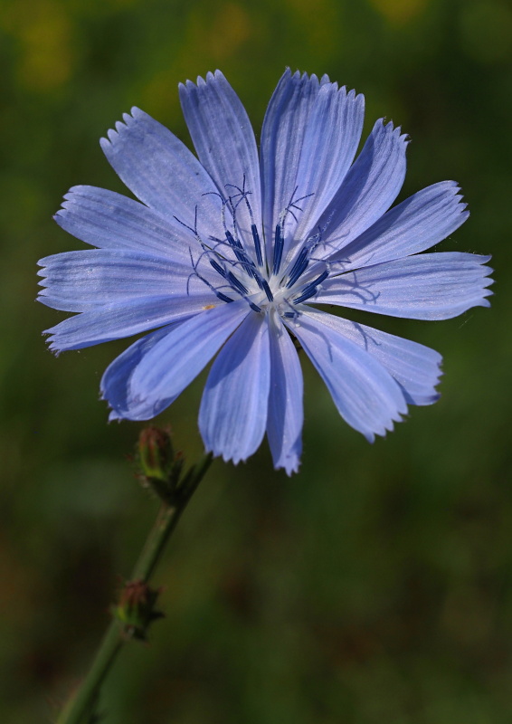 Čekanka obecná (Cichorium intybus)