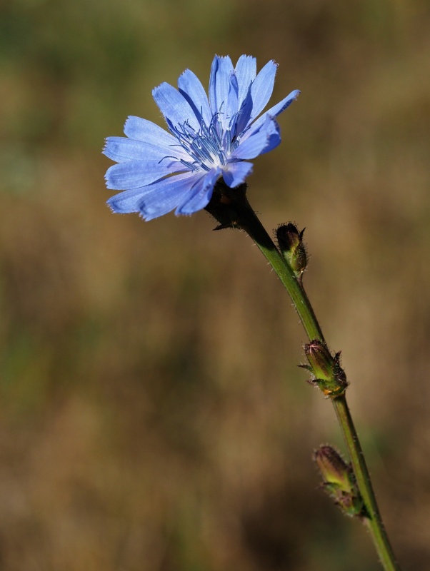 Čekanka obecná (Cichorium intybus)
