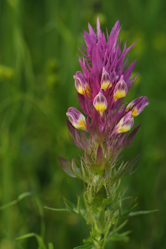 Černýš rolní (Melampyrum arvense)