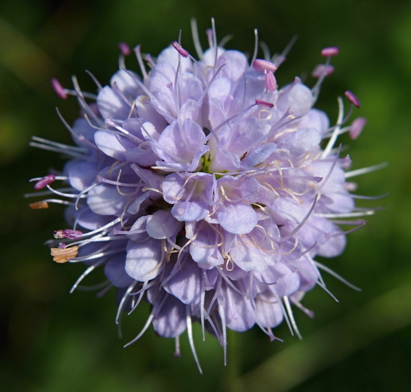 Čertkus luční (Succisa pratensis)