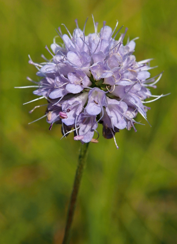 Čertkus luční (Succisa pratensis)