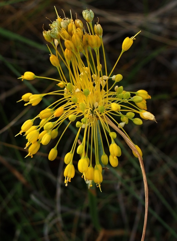 Česnek žlutý (Allium flavum)